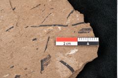 Foto (Detailansicht) von Araucaria sternbergii Goeppert (NHMW-GEO-2024-0188-8287)